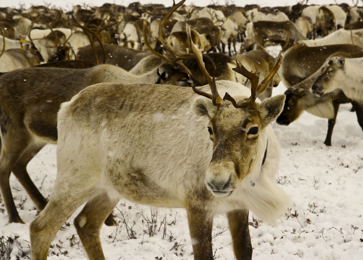 Reindeer